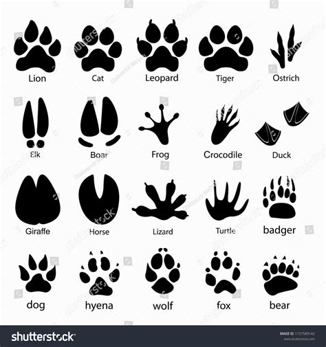 Image result for Split Hoof Animals