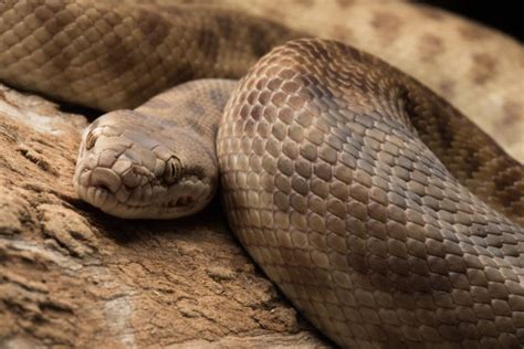Image result for Mchildrens Python Enclosure