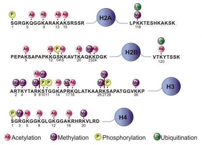 Toradh íomhá ar Histone Modification Cell Division