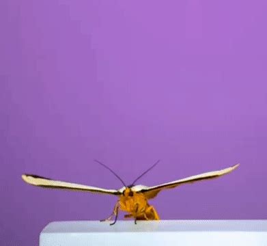 Motion Bug に対する画像結果