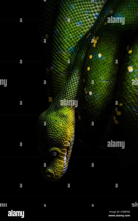 Image result for Python Green Colour Background