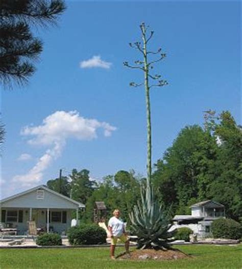 Image result for Century Plant Cactus