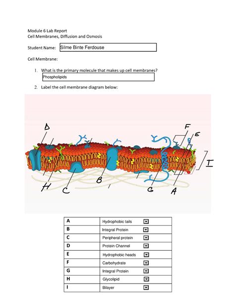 Image result for Cell Membrane Diffusion Lab