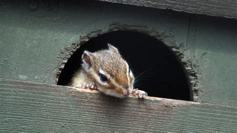 Eradicate Chipmunks に対する画像結果