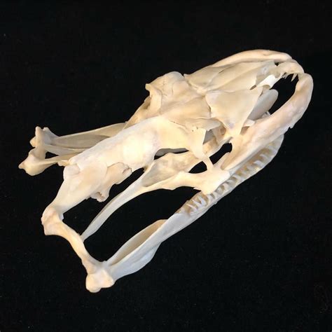Big Python Skull に対する画像結果