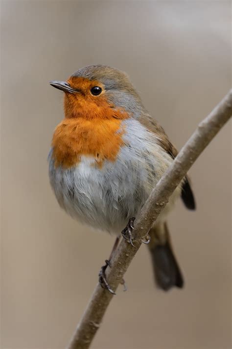 Image result for Robina Bird