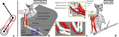 Image result for Simple Arm Model