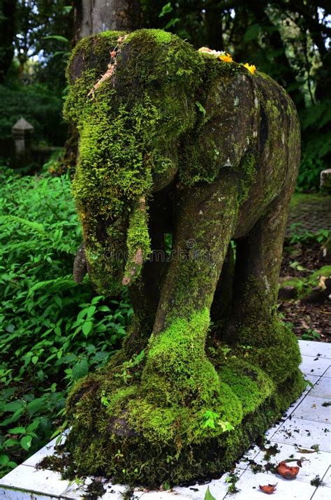 Afbeeldingsresultaten voor Elephant Moss