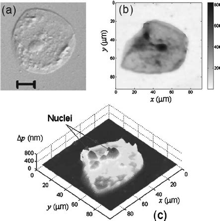 Image result for Human Cheek Cell Microscope