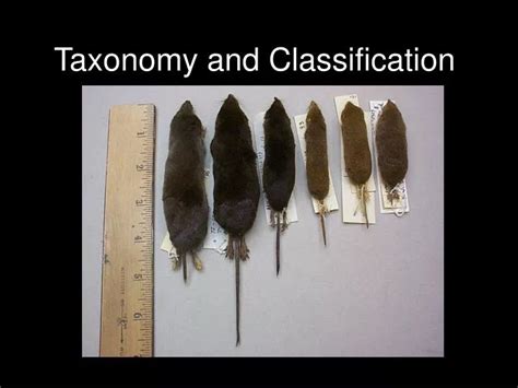 Image result for Taxonomy Classification Presentation