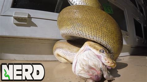 Image result for Reticulated Python Feeding Chart