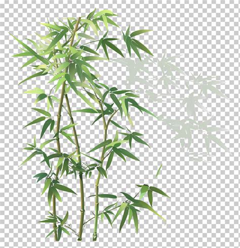 Image result for Bamboo Tree Clip Art PNG
