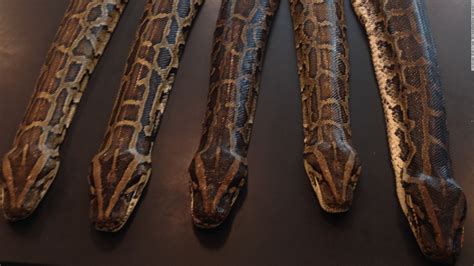 Image result for Big Burmese Python