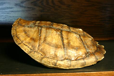 Image result for Piece of Turtle Shell
