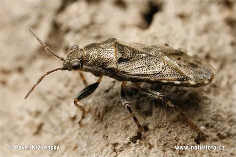 Image result for Insect