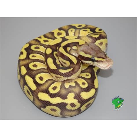 Toradh íomhá ar Black Pastel Lesser Ball Python