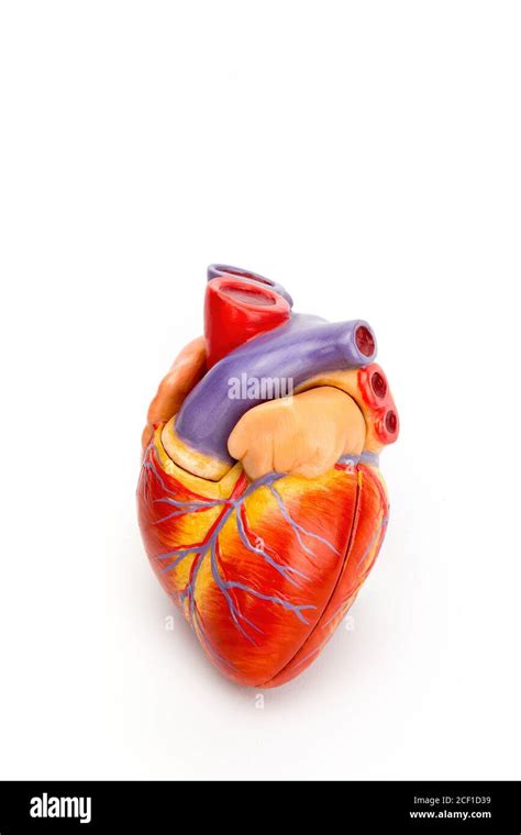 Image result for Isolated Model Human Heart