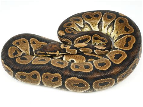 Super Phantom Red Axanthic Ball Python に対する画像結果