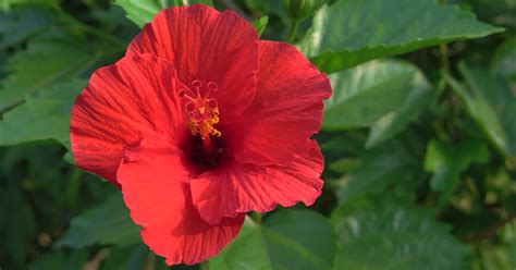 Toradh íomhá ar How to Care for Hibiscus