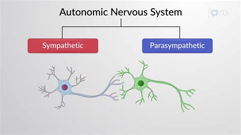 Image result for Autonomic Nervous System Model