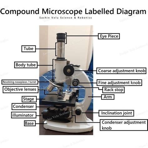 Compound Microscope Labeled with Color に対する画像結果
