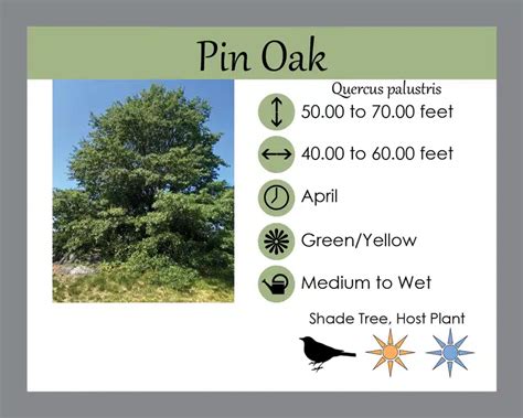 Image result for How Long Do Pin Oak Trees Live