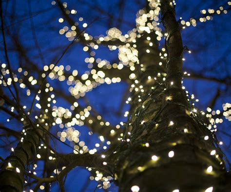 Image result for How Do I Light Up an Outside Wall Tree