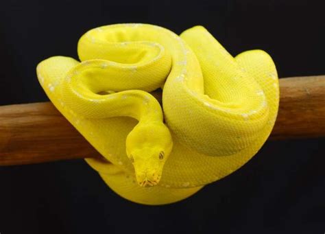 Image result for Green Tree Python Canary
