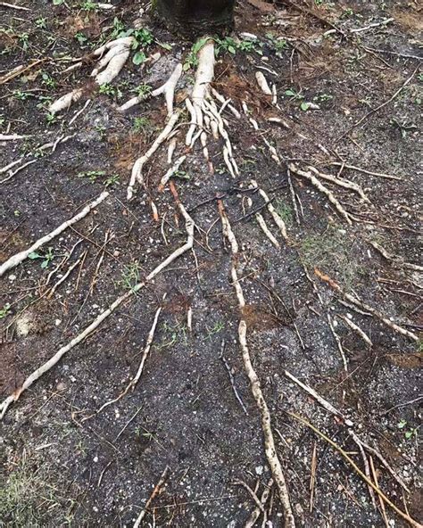 Image result for Magnolia Tree Root System