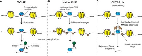 Image result for Native ChIP-seq