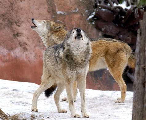Image result for Wolves Howling Audio