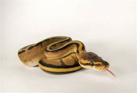 Image result for Ball Python Coiled Up