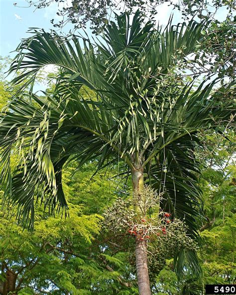 Different Palm Tree Types に対する画像結果