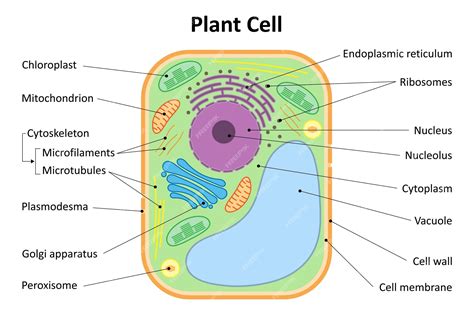 Afbeeldingsresultaten voor Basic Plant Cell Structure