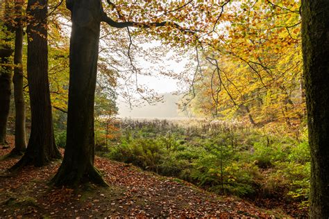 Image result for Leuvenumse Bos