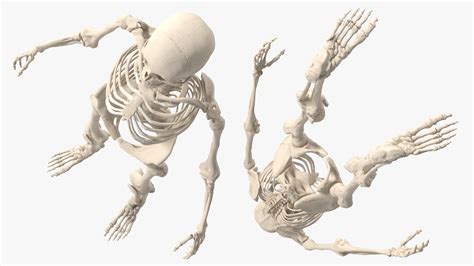 Image result for Female Skeleton 3D