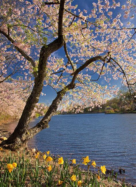 Image result for Spring Scenes Photography