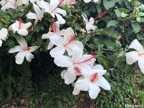 Toradh íomhá ar How to Care for Hibiscus