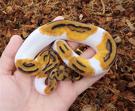 Toradh íomhá ar Butterfly Clown Ball Python