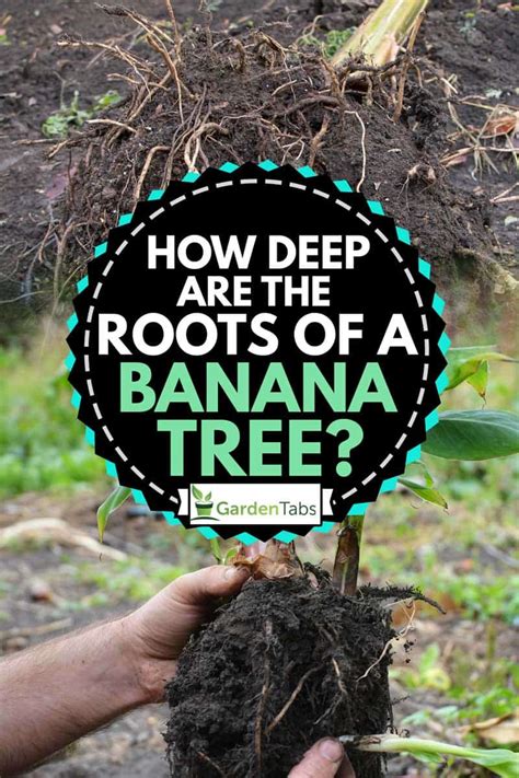 Image result for Banana Tree Root System