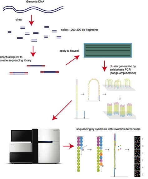 Image result for Genomic Analysis