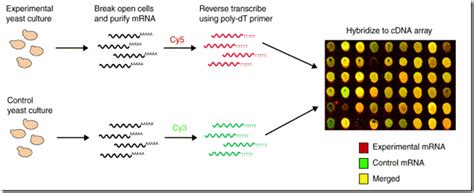 Image result for What Is DNA Microarray
