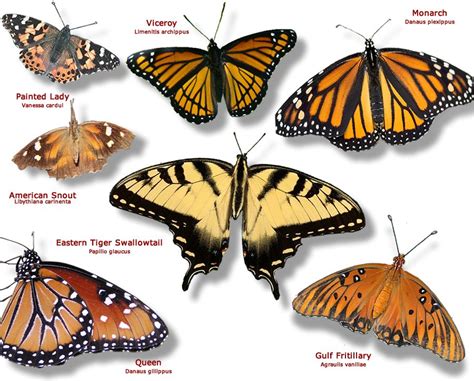 Toradh íomhá ar Butterfly Color Chart