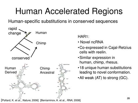 Image result for Accelerated Human Evolution