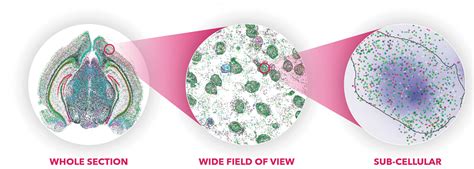 تصویر کا نتیجہ برائے Transcriptomics Workflow