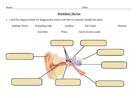 Toradh íomhá ar Life Sciences Grade 12 the Human Ear