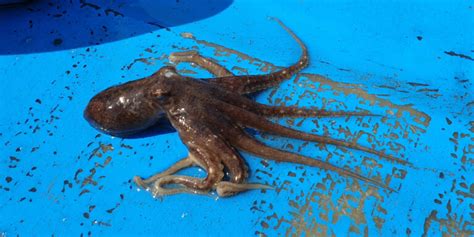 Image result for Small Octopus