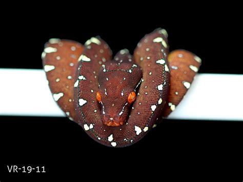 Image result for Green Tree Python Growth Chart