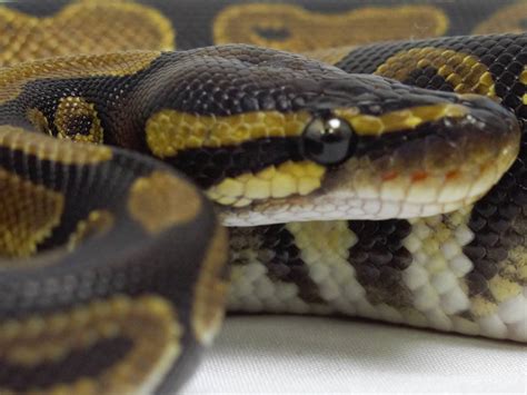 Afbeeldingsresultaten voor Septicemia Ball Python