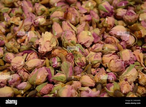 Toradh íomhá ar Tea Species